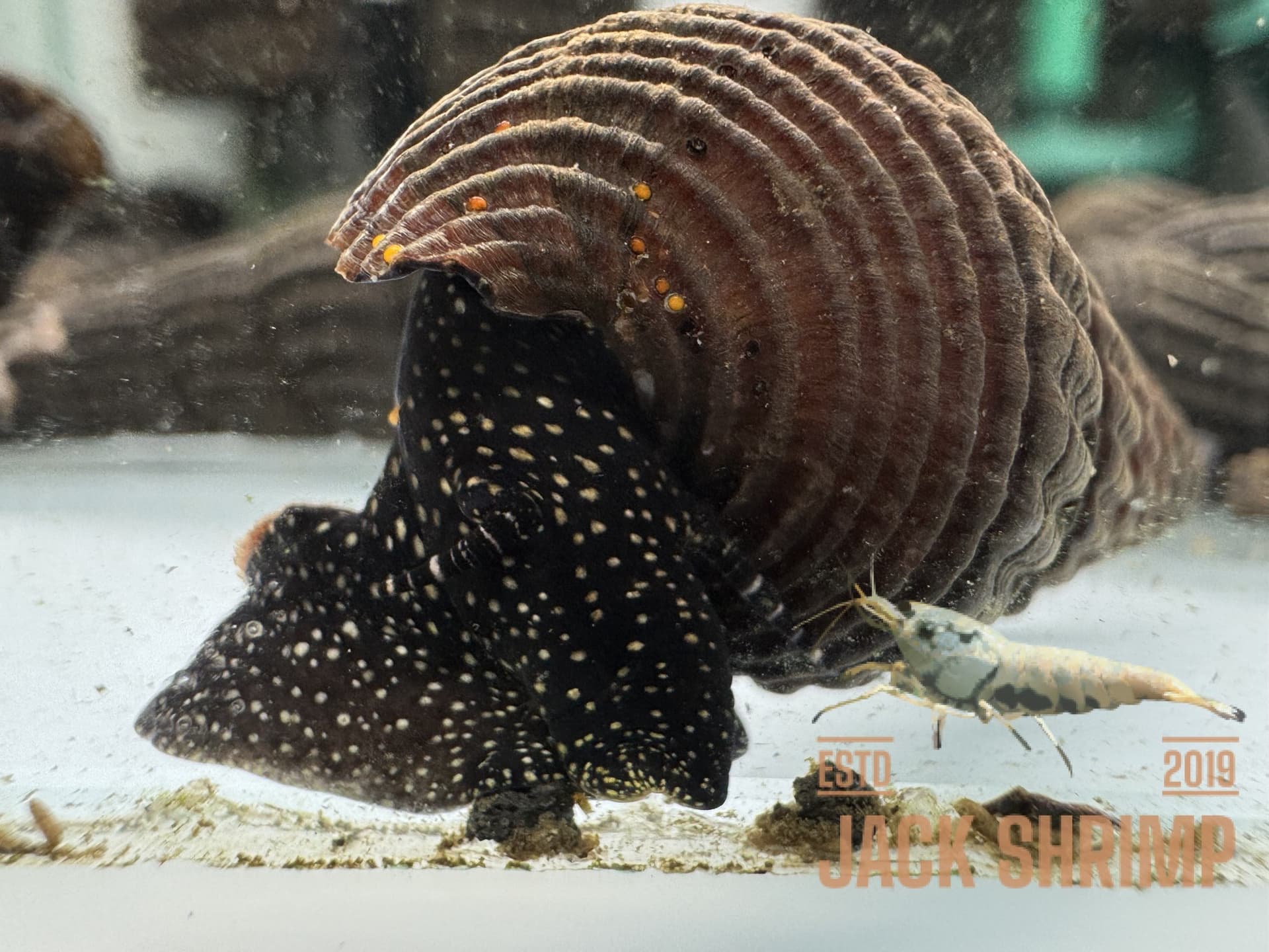 Ốc Sula Chấm Trắng - White Dot Rabbit Snail - Tép Sulawesi