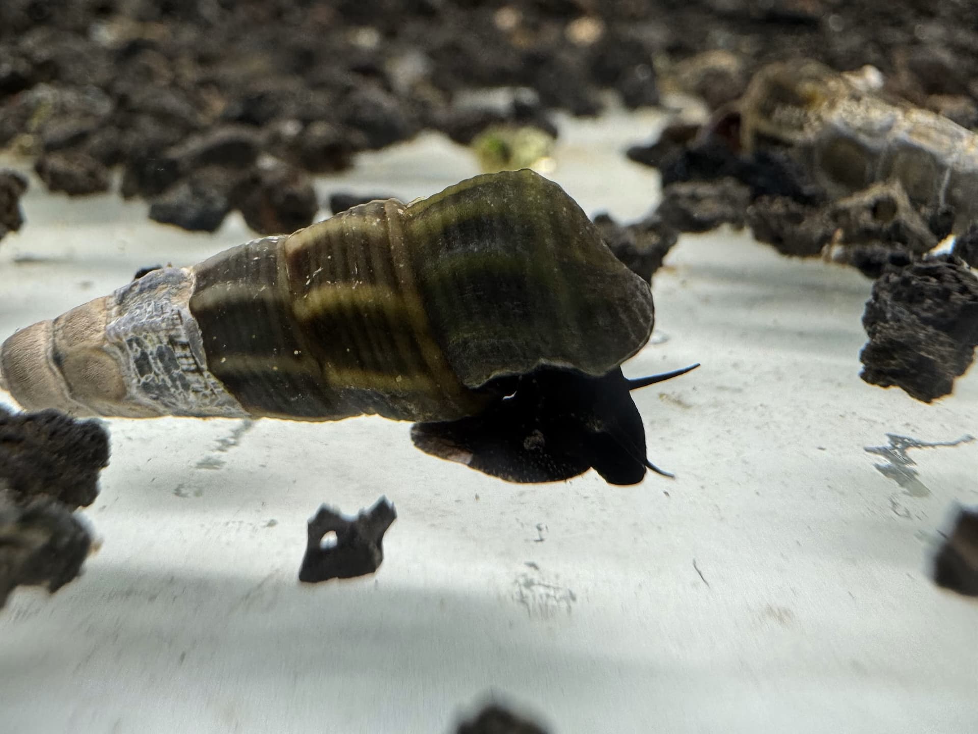 Ốc Sula Black Tominanga - Rabbit Snail - Tép Sulawesi