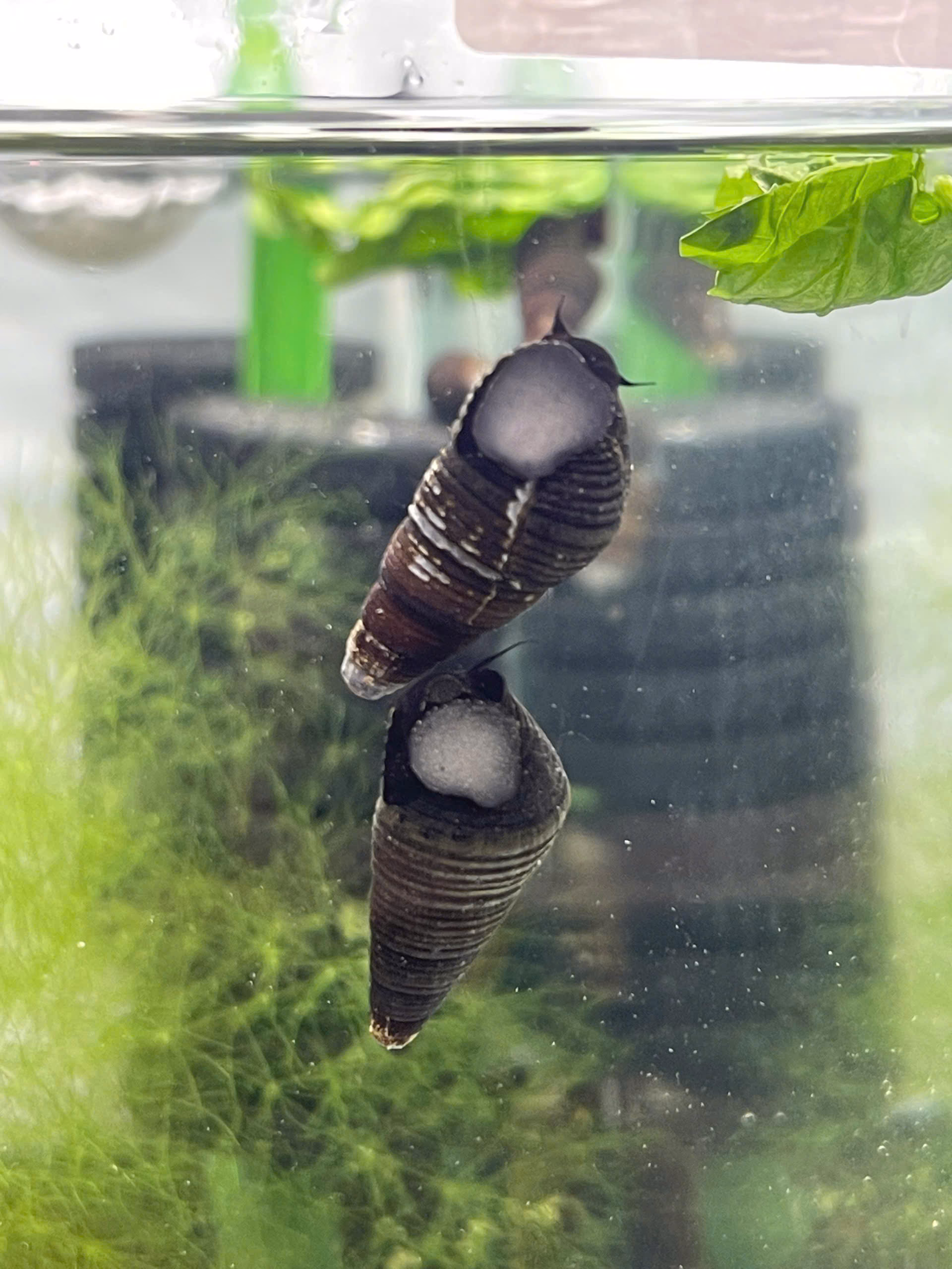 Ốc Sula Black Dov - Rabbit Snail - Tép Sulawesi