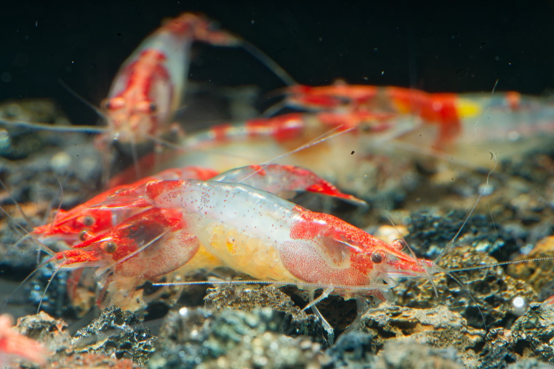 Neos Red Rili