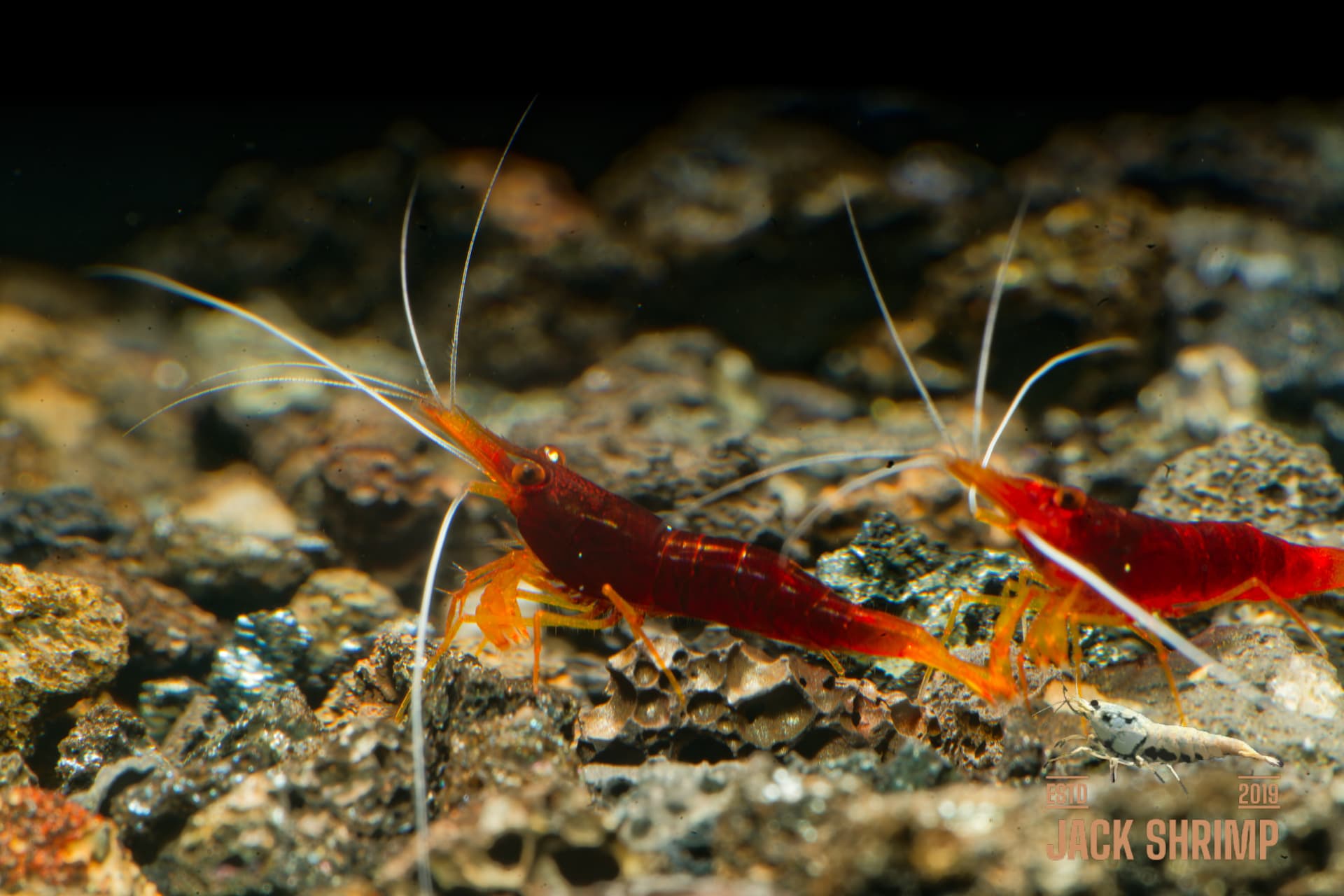 Yellow Nose - Tép Sulawesi - Caridina Spinata