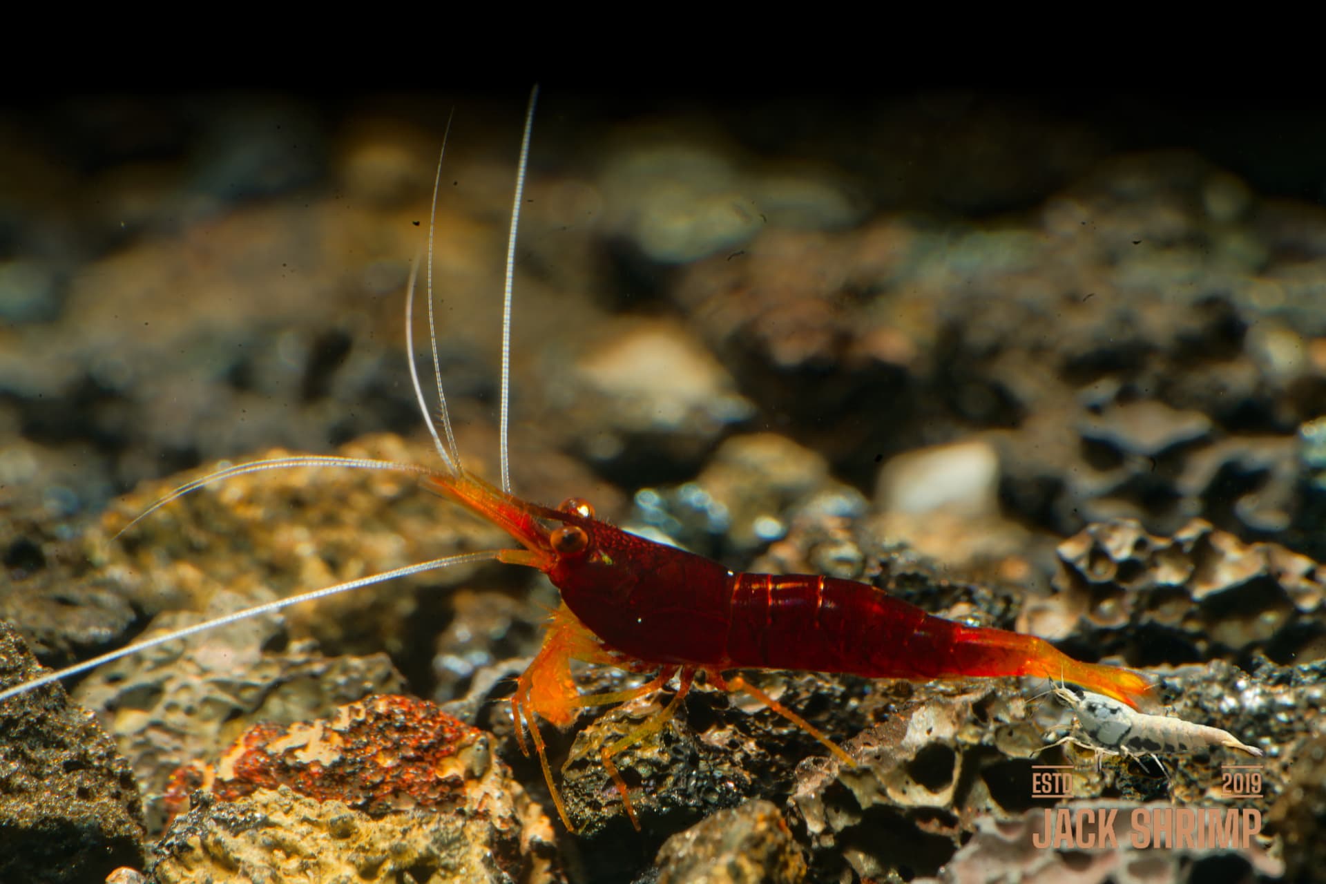 Yellow Nose - Tép Sulawesi - Caridina Spinata