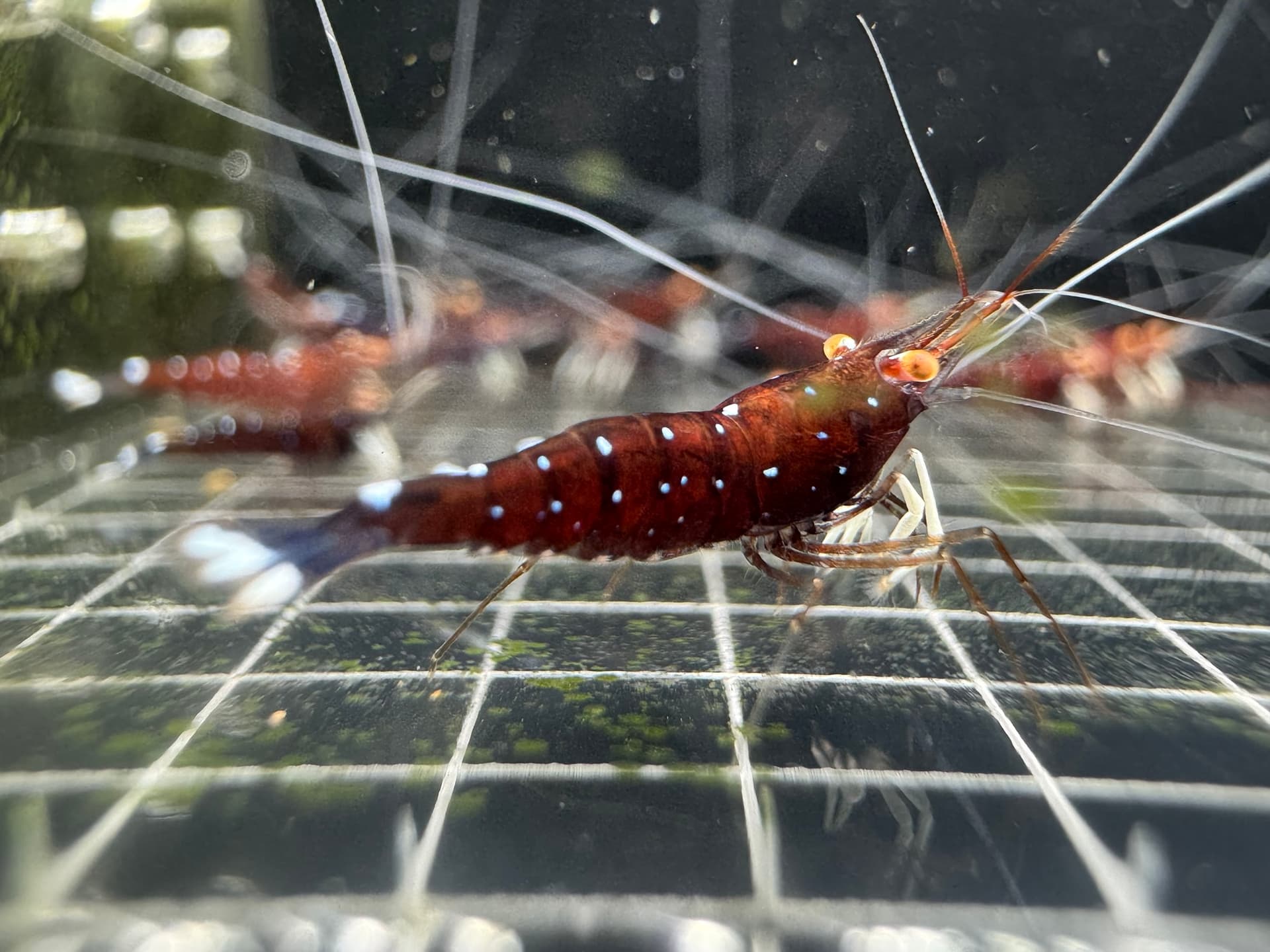 White Socks Orange Eyes - Tép Sulawesi - Caridina Dennerli OE