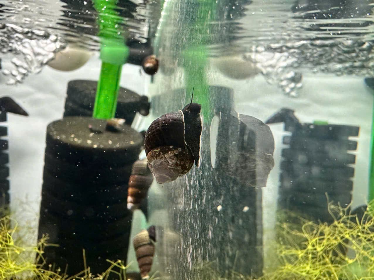 Ốc Sula Triangel - Triangel Rabbit Snail - Tép Sulawesi