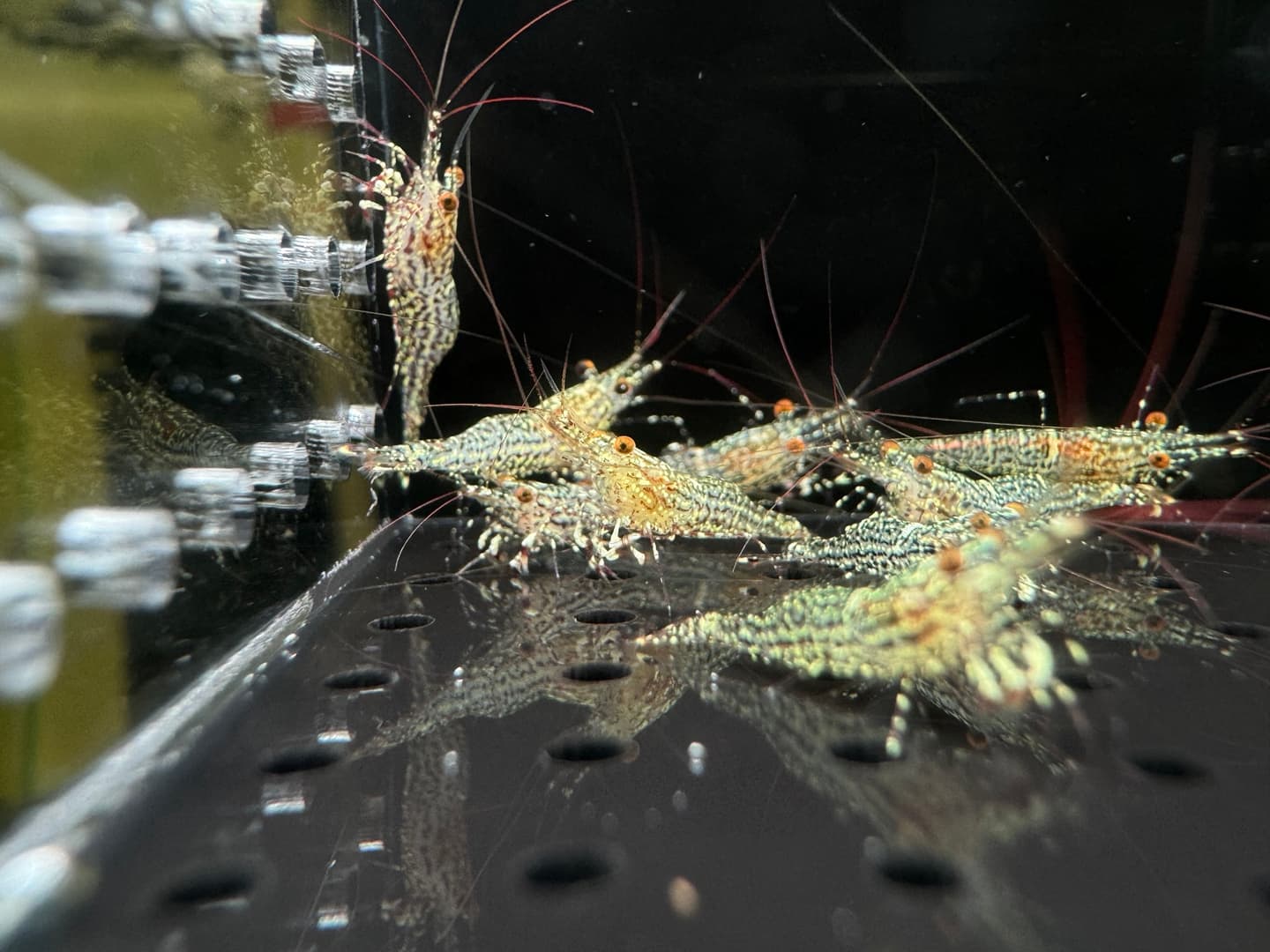 Tép cảnh JackShrimp