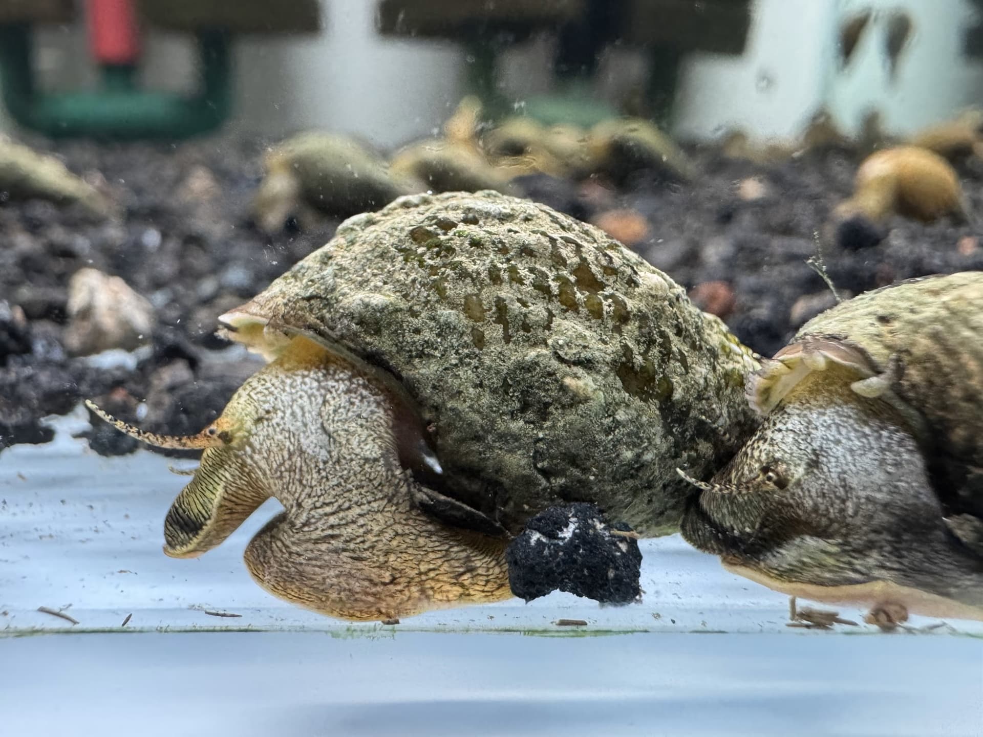 Ốc Sula Rigget - Rigget Rabbit Snail - Tép Sulawesi