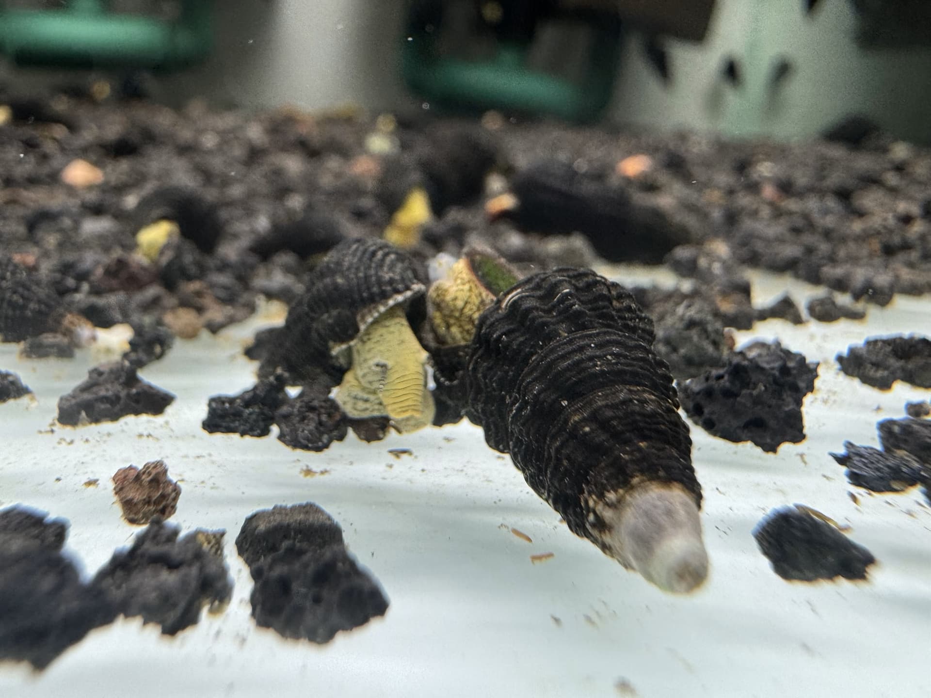 Ốc Sula Mini Tylo Poso - Rabbit Snail - Tép Sulawesi