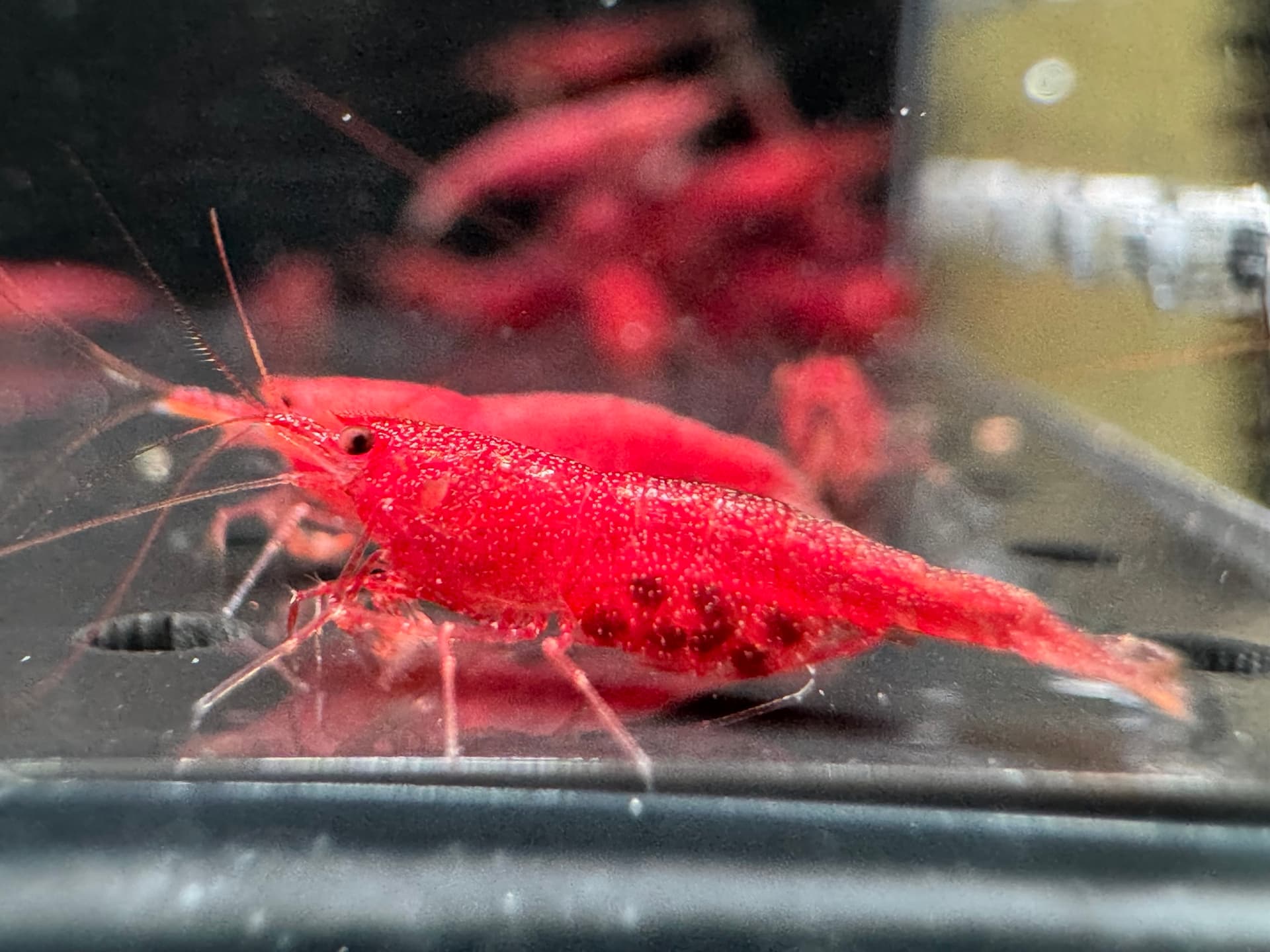 Extreme Tiny Red - Tép Sulawesi