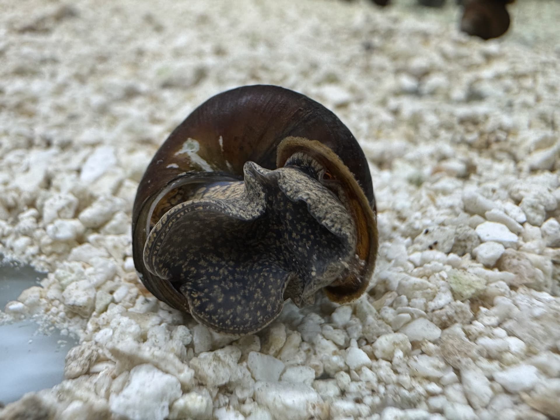 Ốc Sula Blue Berry - Rabbit Snail - Tép Sulawesi