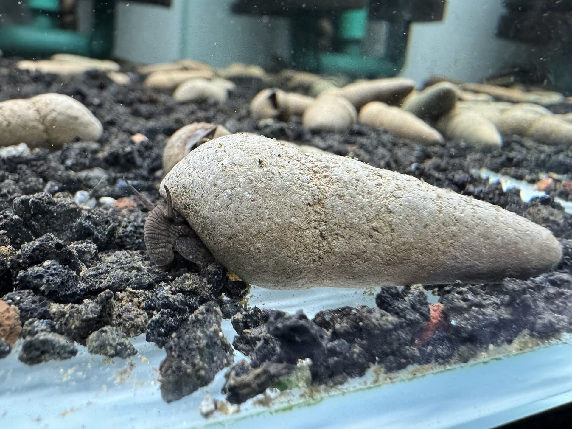 Ốc Sula Chocolate - Chocolate Striped Rabbit Snail - Tép Sulawesi