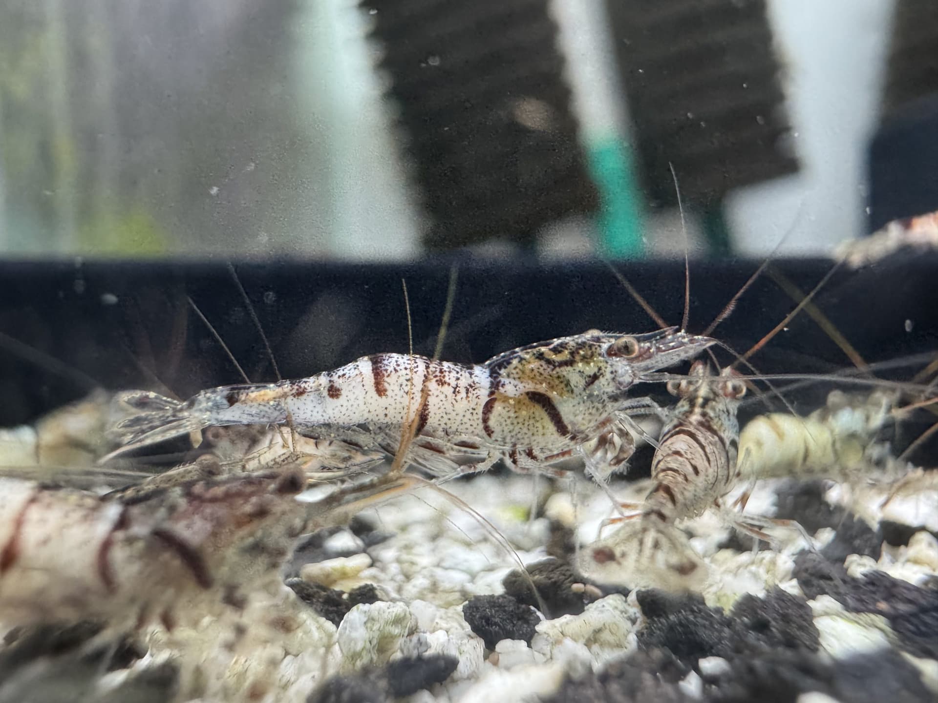 Snow White - Tép Sulawesi - Caridina sp. Snow Zebra