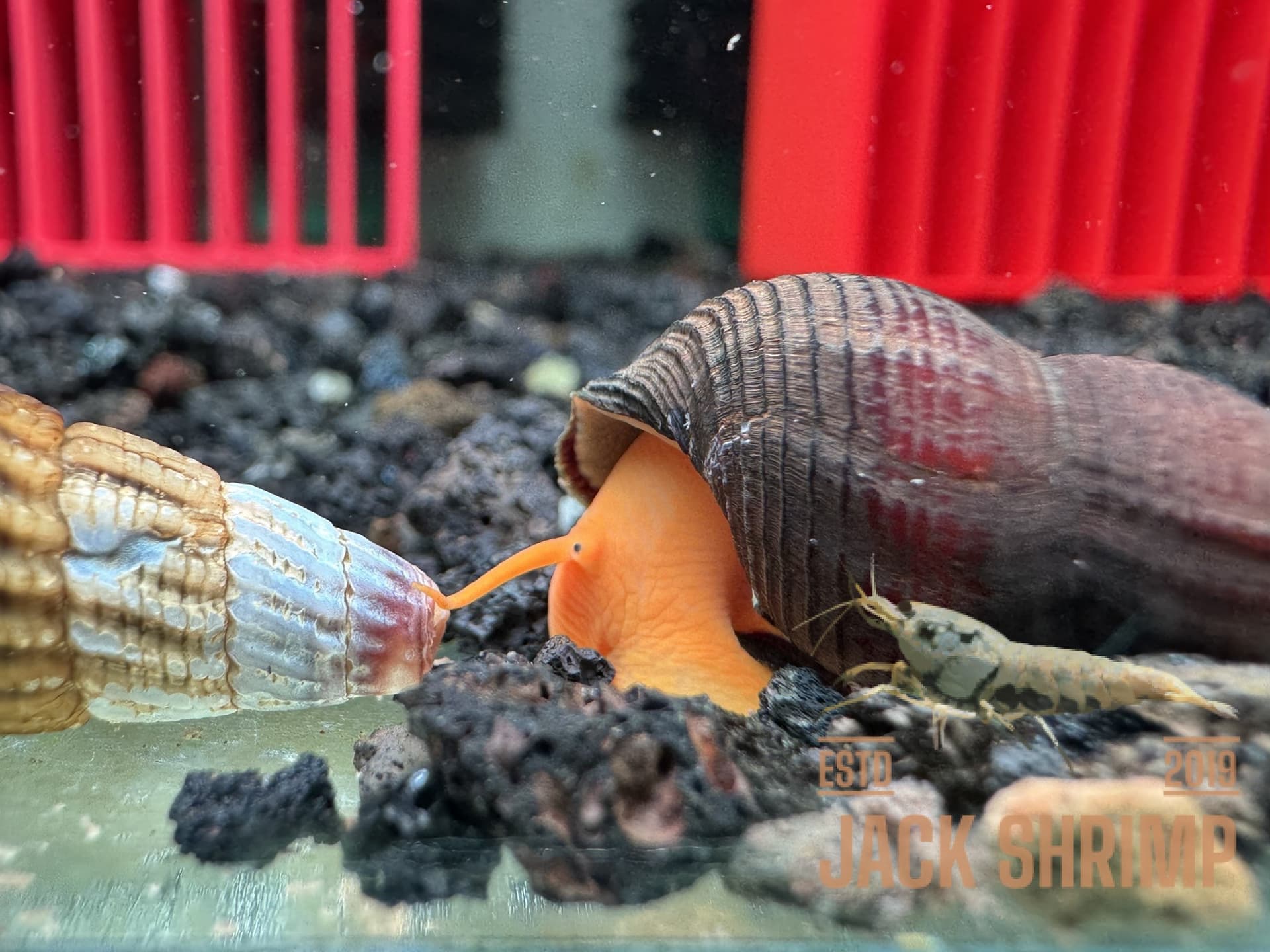 Ốc Sula Râu Vàng - Yellow Antenna Snail - Tép Sulawesi