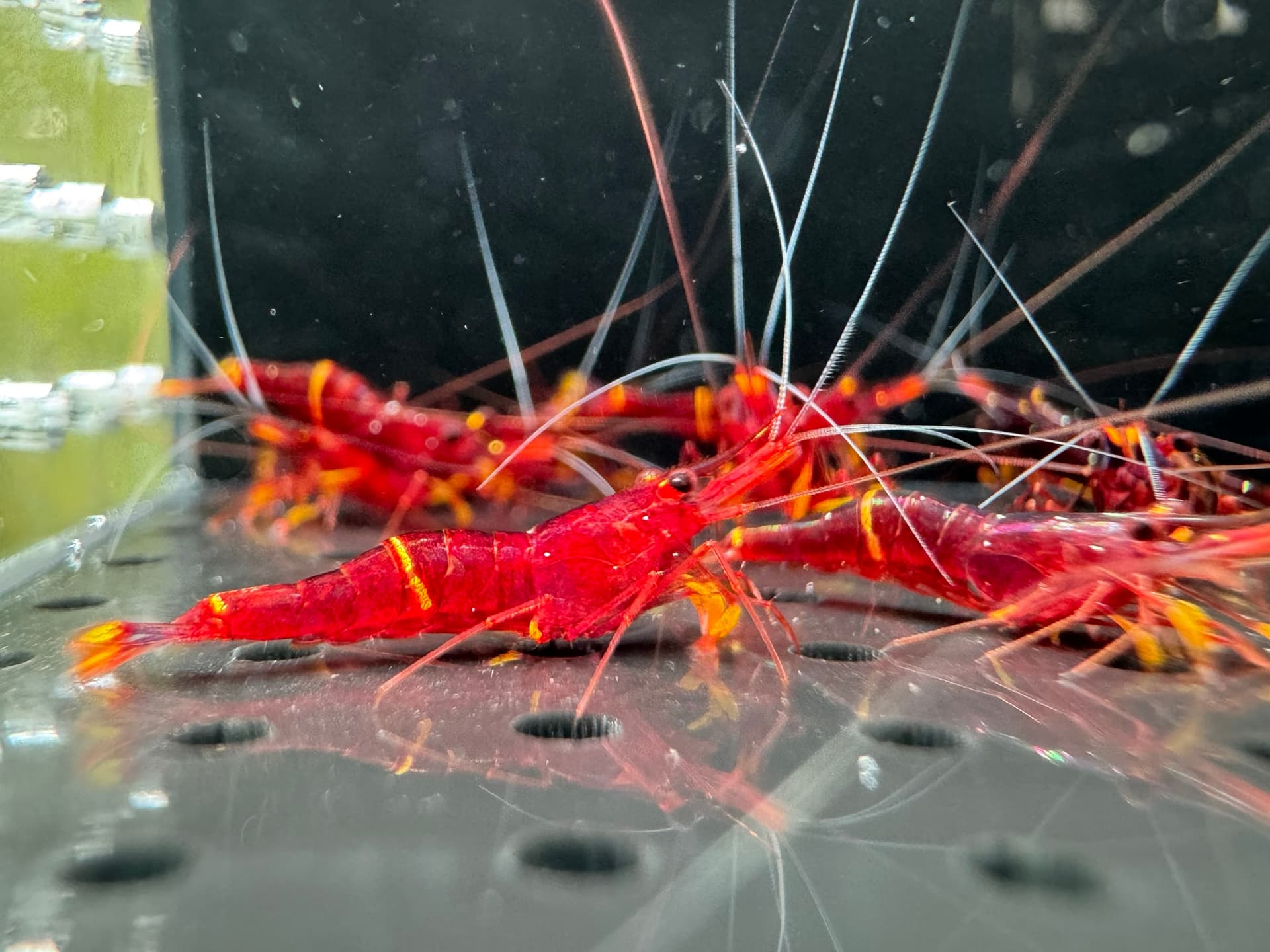 Yellow Strip - Tép Sulawesi - Caridina Spinata