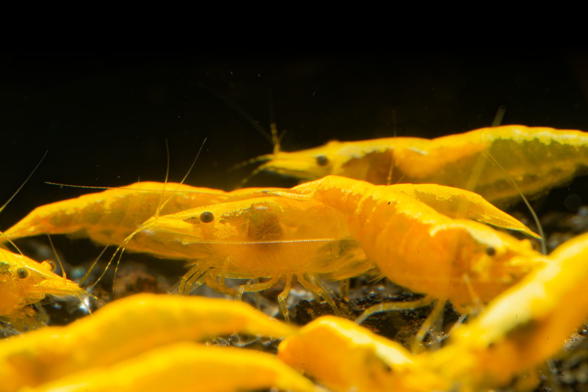 Neos Yellow Taiwan