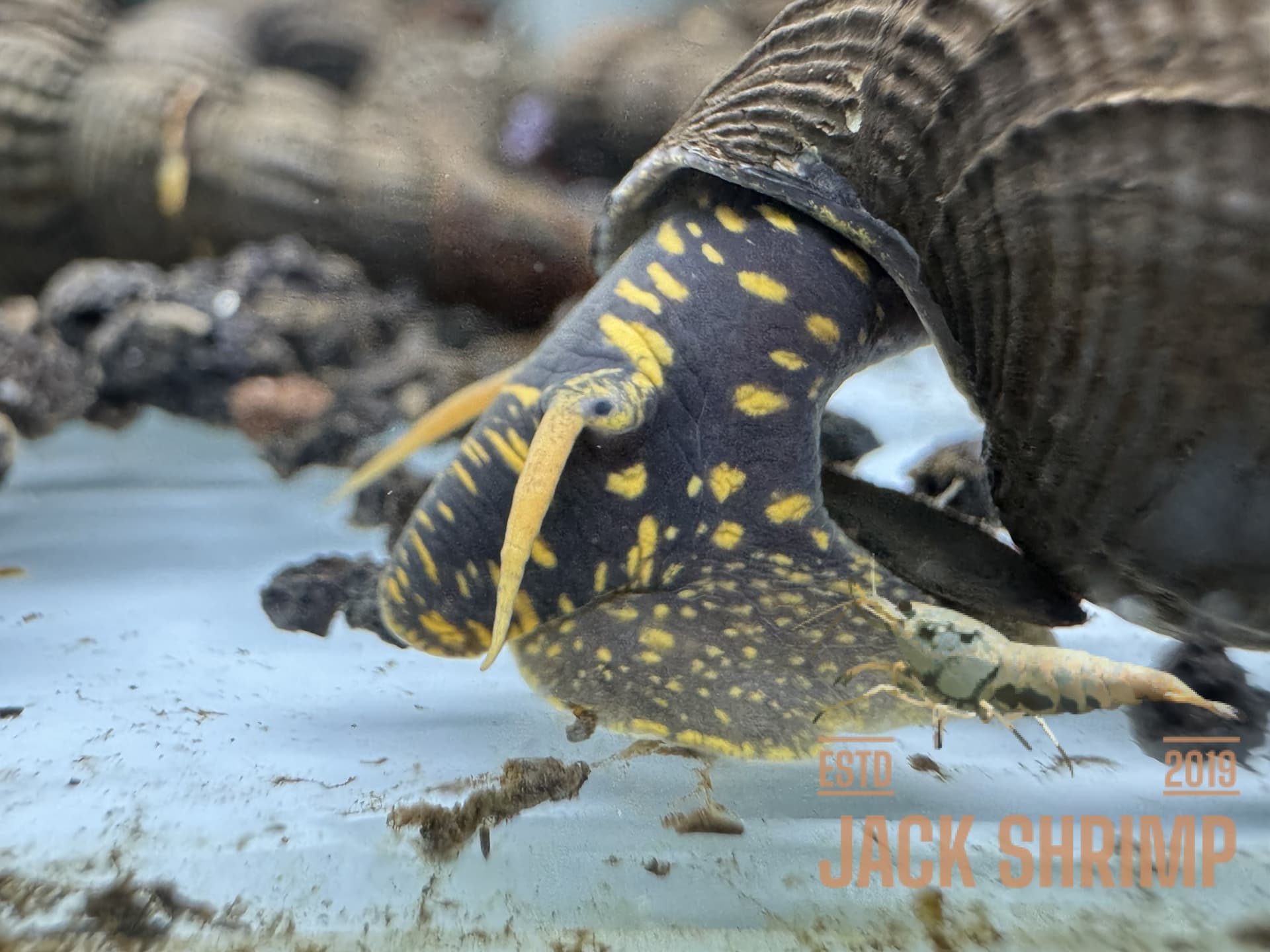 Ốc Sula Đốm Vàng - Yellow Spotted Poso Snail - Tép Sulawesi