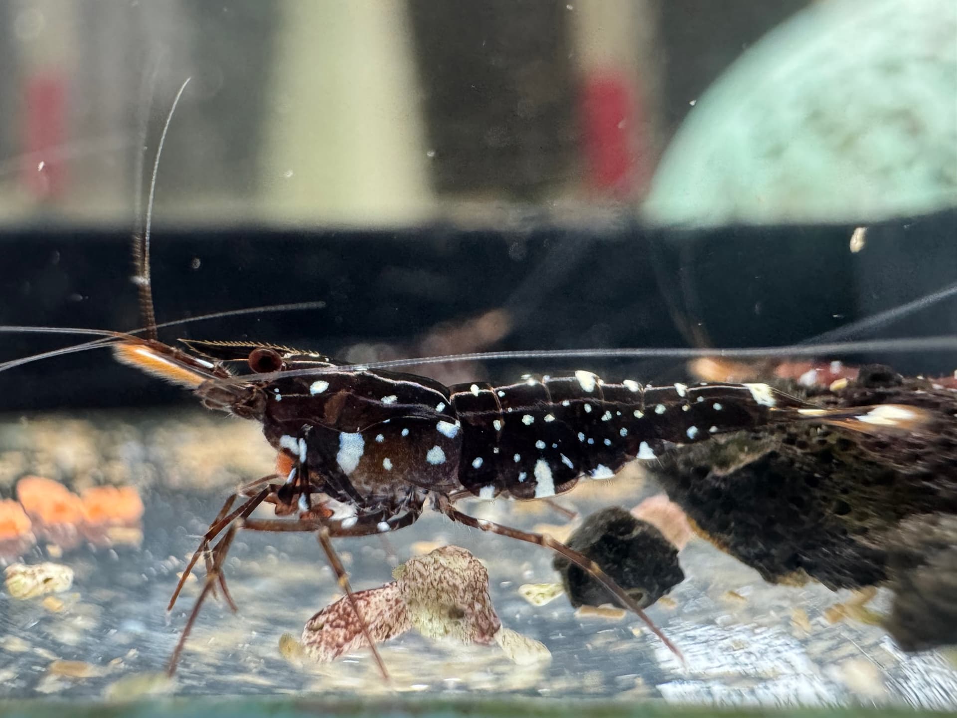 Galaxy (Cardinal) - Tép Sulawesi - Caridina Dennerli