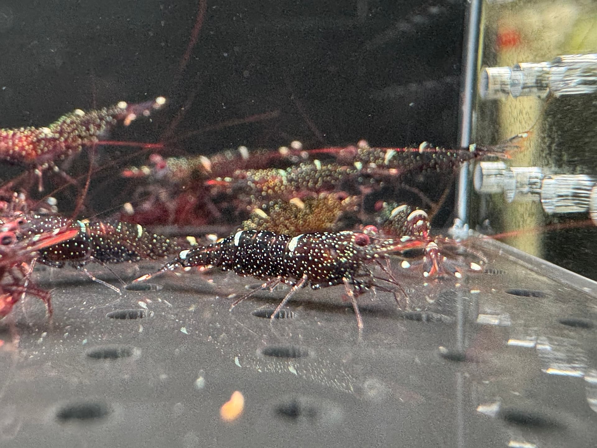 Mini Blue - Tép Sulawesi - Caridina Loehae