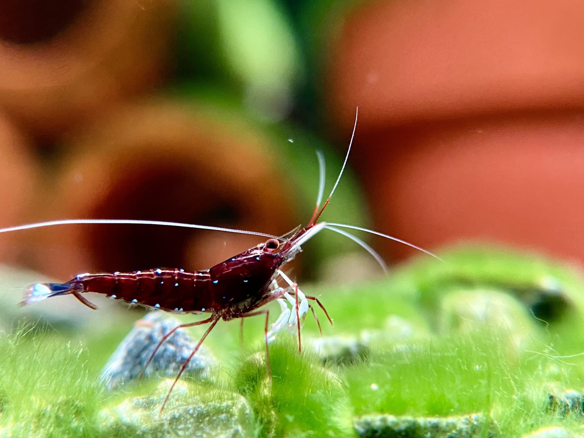 White Socks - Tép Sulawesi - Caridina Dennerli