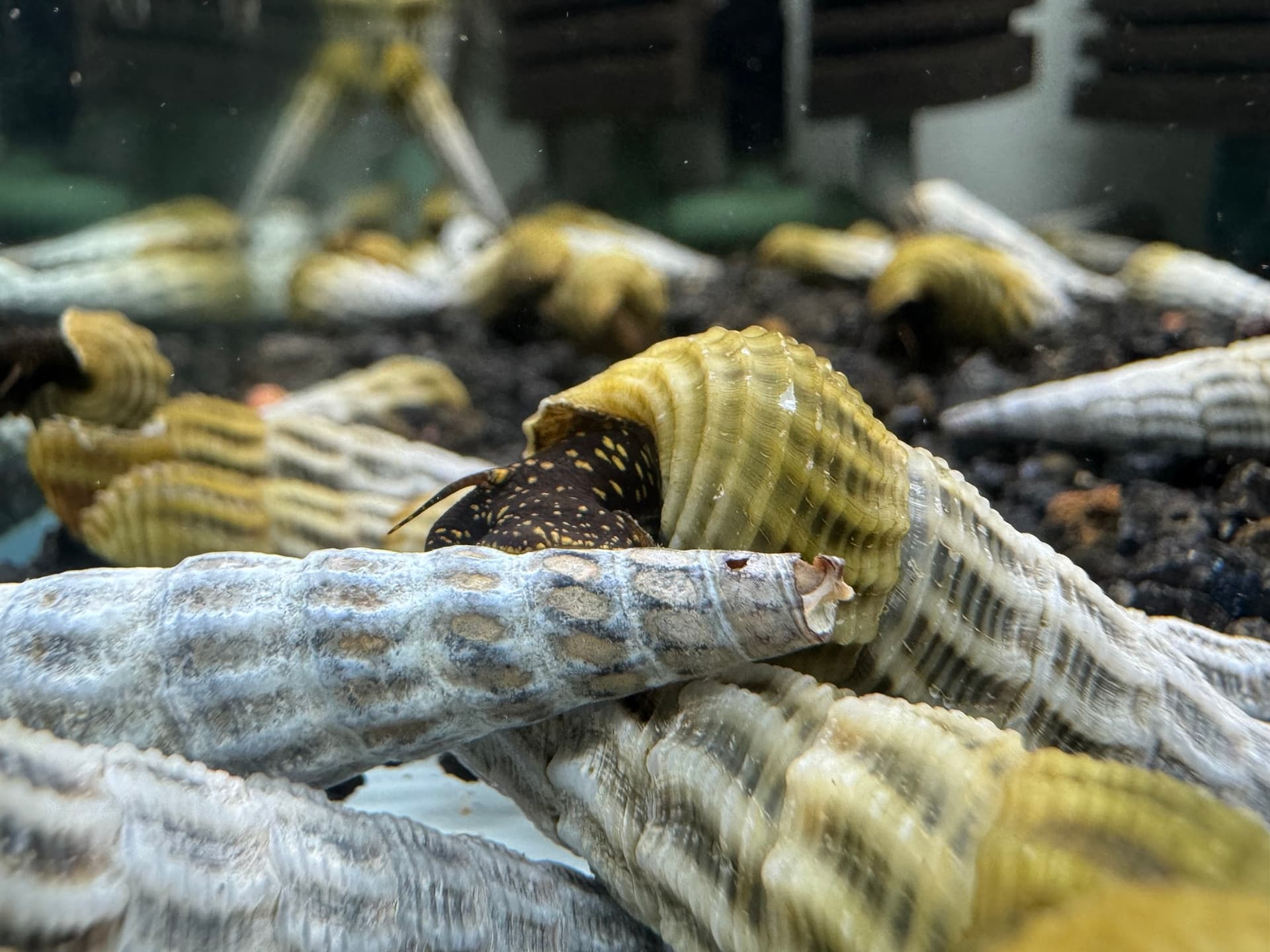 Ốc Sula Marwoto - Rabbit Snail - Tép Sulawesi