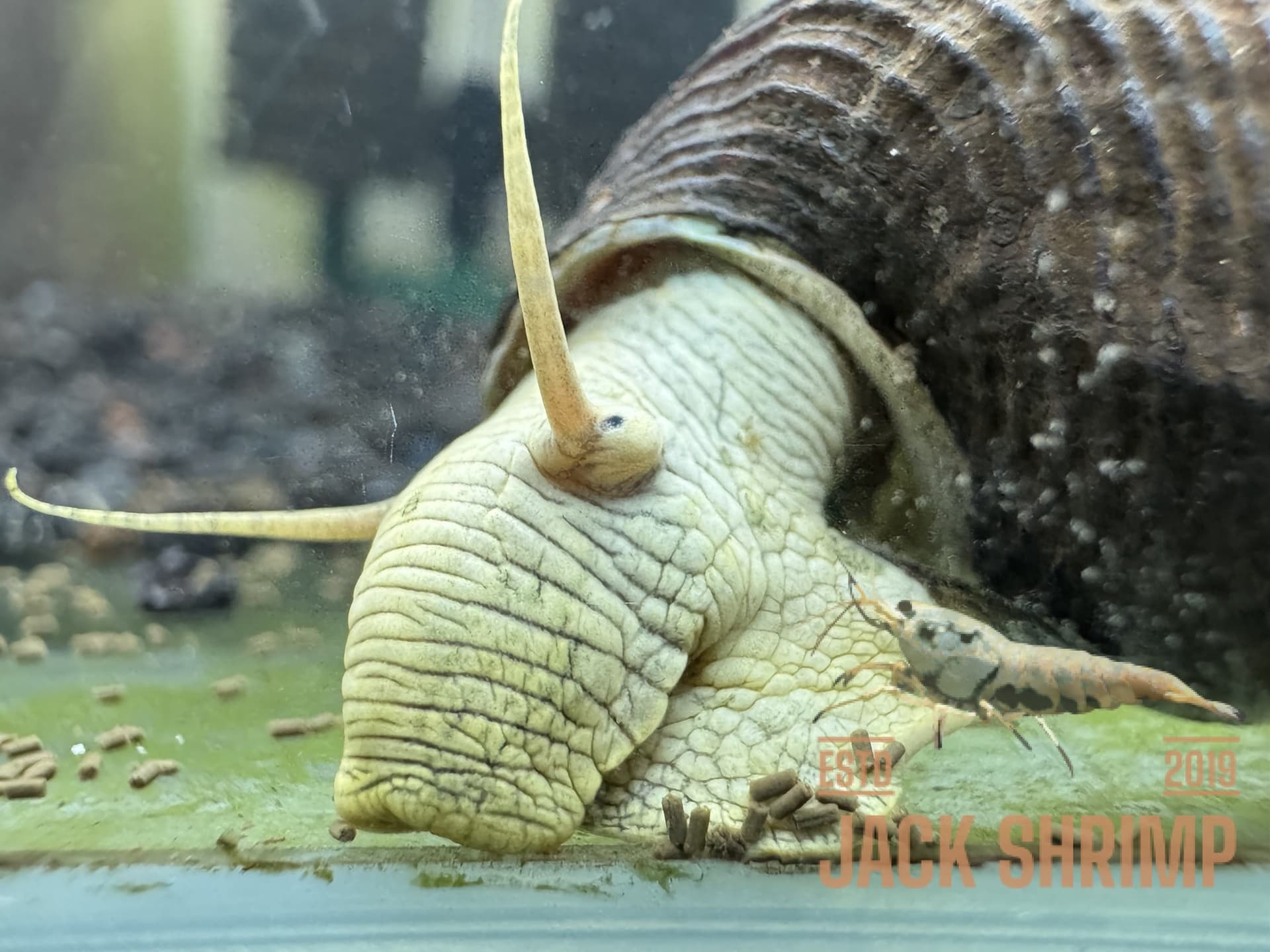 Ốc Sula Vàng - Yellow Poso Snail - Tép Sulawesi