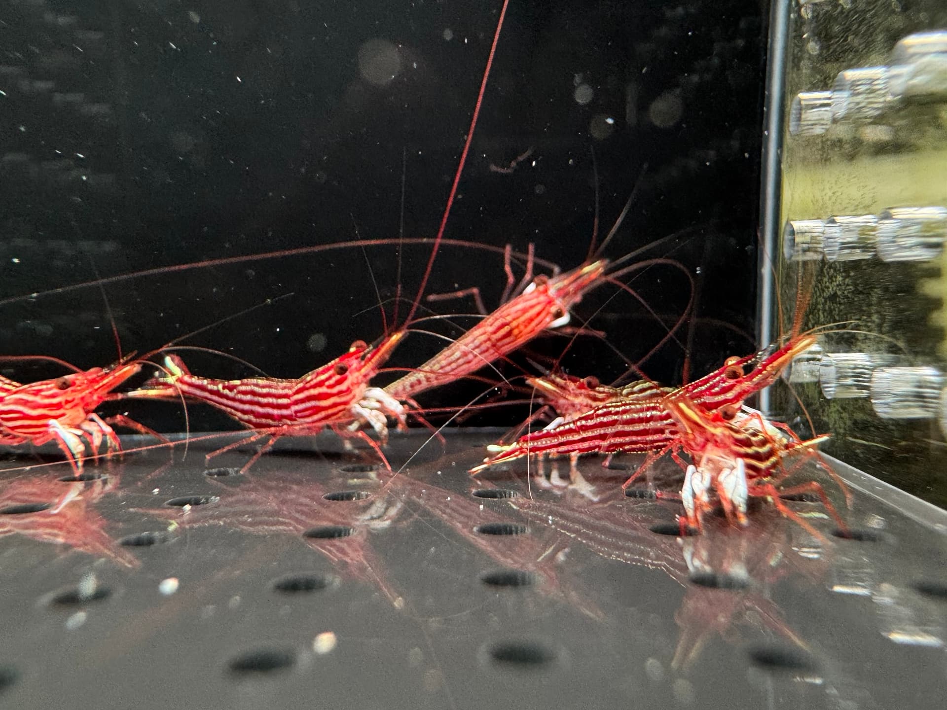 Red Line - Tép Sulawesi - Caridina Striata