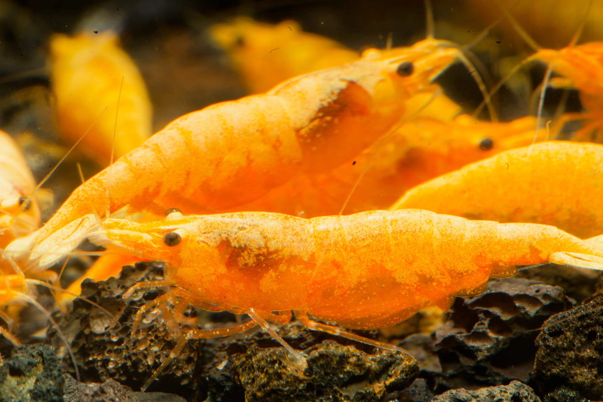 Neos Yellow Thailand