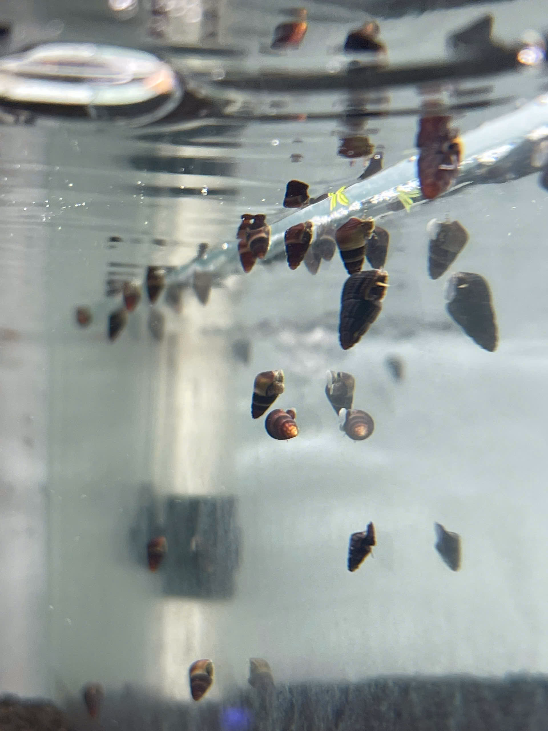 Ốc Sula Baby Random - Baby Rabbit Snail - Tép Sulawesi
