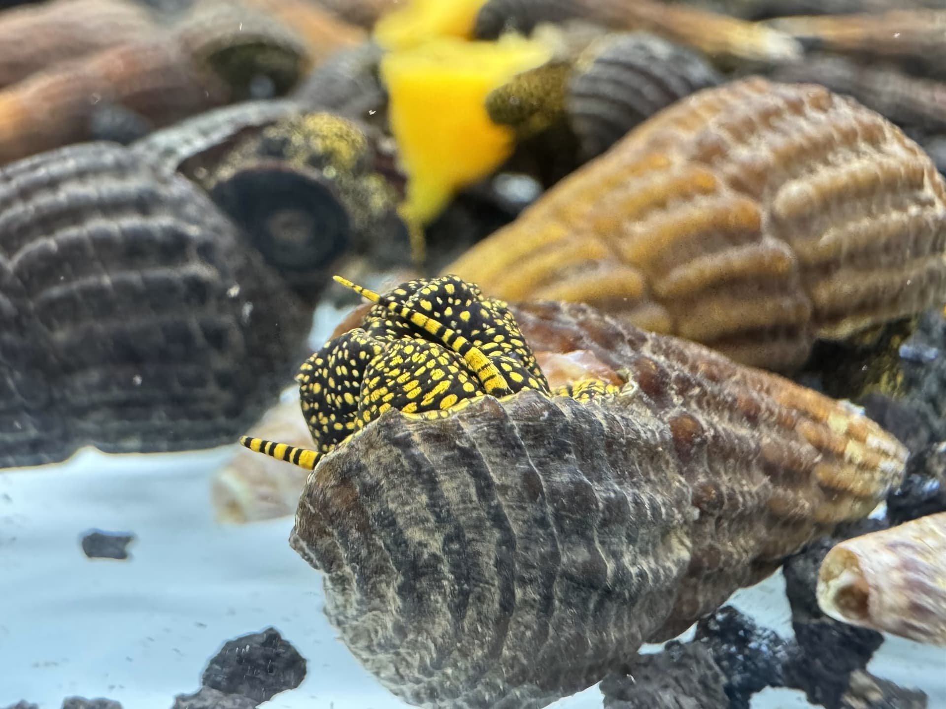 Ốc Sula Đốm Vàng Golden Spot - Golden Spot Rabbit Snail - Tép Sulawesi